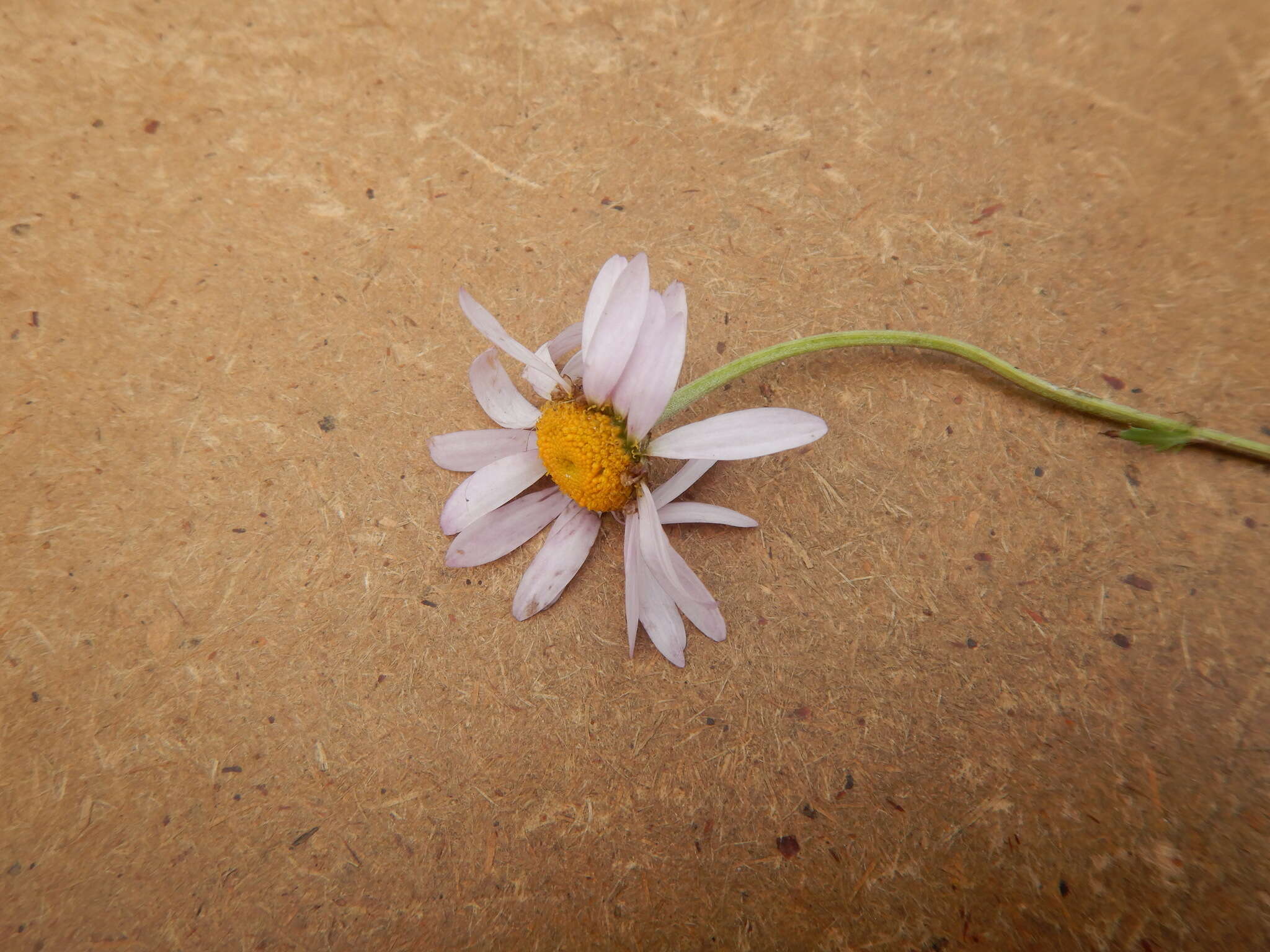 Image of Chrysanthemum zawadskii subsp. peleiolepis (Trautv.) A. V. Grebenjuk & Czepinoga