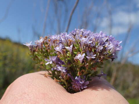 Image of Selago rotundifolia L. fil.