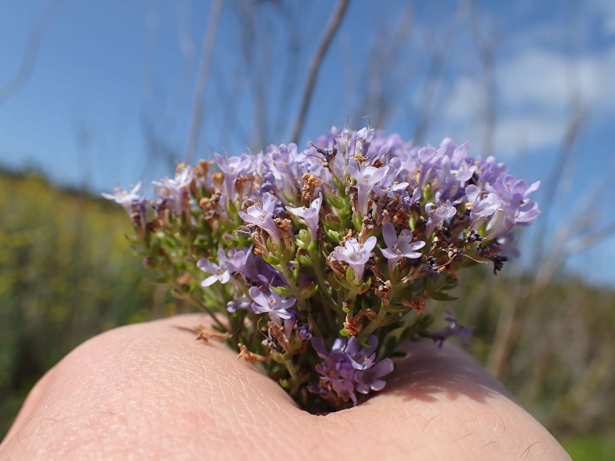 Image of Selago rotundifolia L. fil.