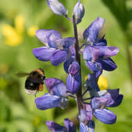 Слика од Bombus occidentalis occidentalis Greene 1858