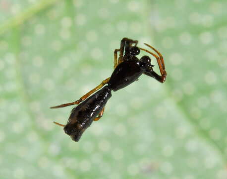 Image of Micrathena spinosa (Linnaeus 1758)