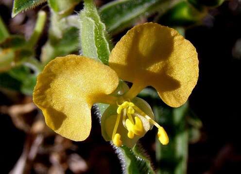 Image of Wandering jew