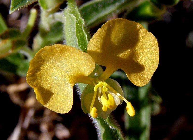 Imagem de Commelina africana L.