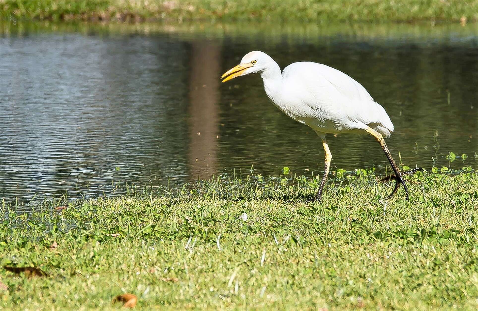 Image of Intermediate Egret