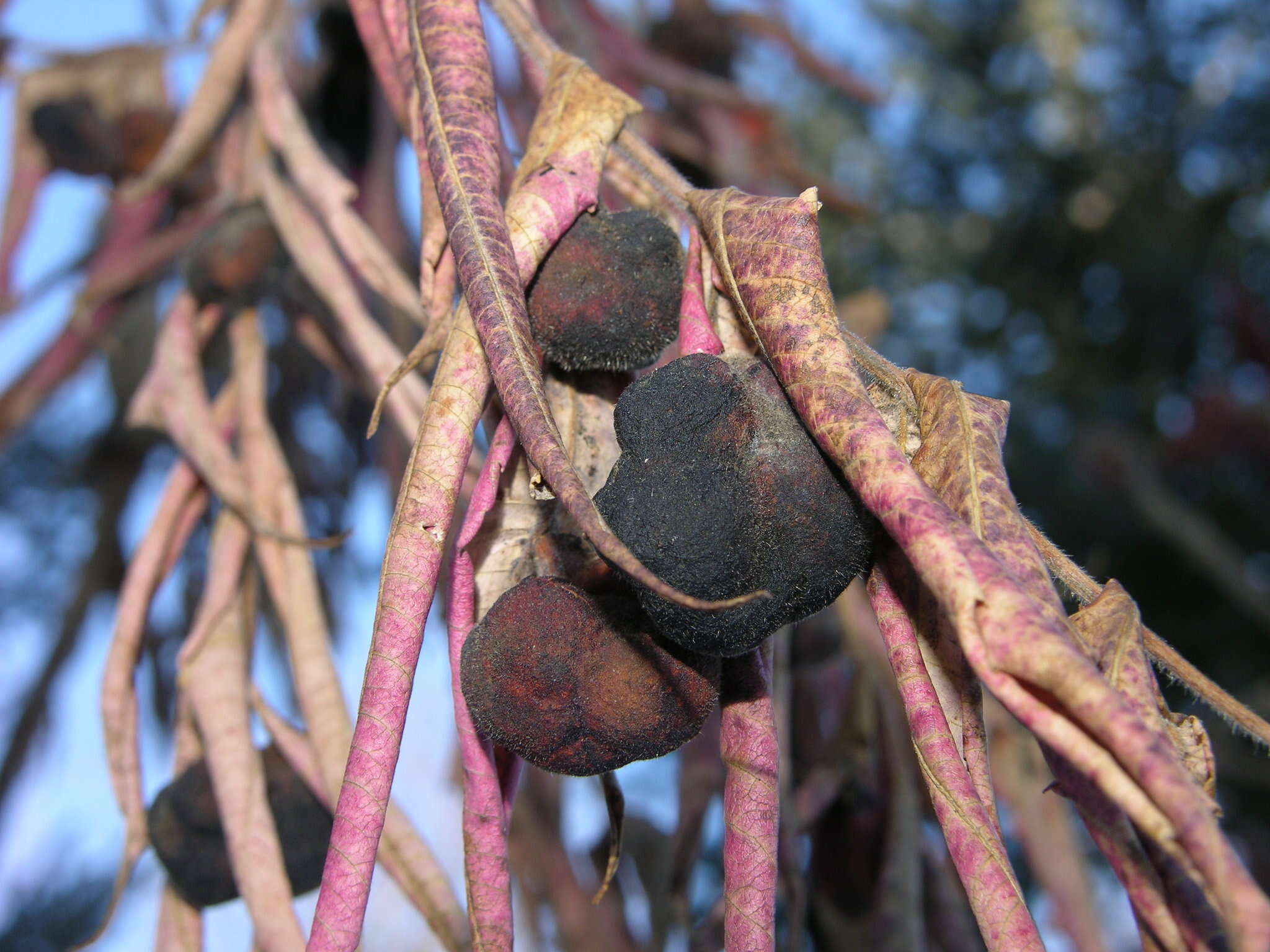 Image of Sumac Gall Aphid