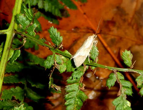 Chimabachinae Heinemann 1870的圖片