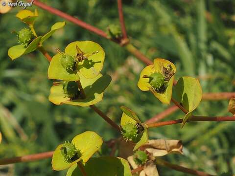 صورة Euphorbia valerianifolia Lam.