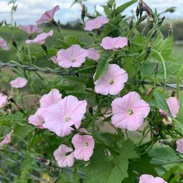 Image de Convolvulus erubescens Sims