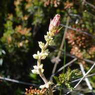 Image of candle heath