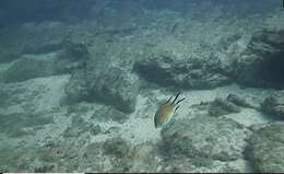 Image of Azores Chromis