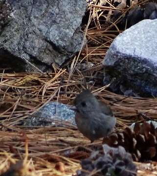 Image of Oak Titmouse