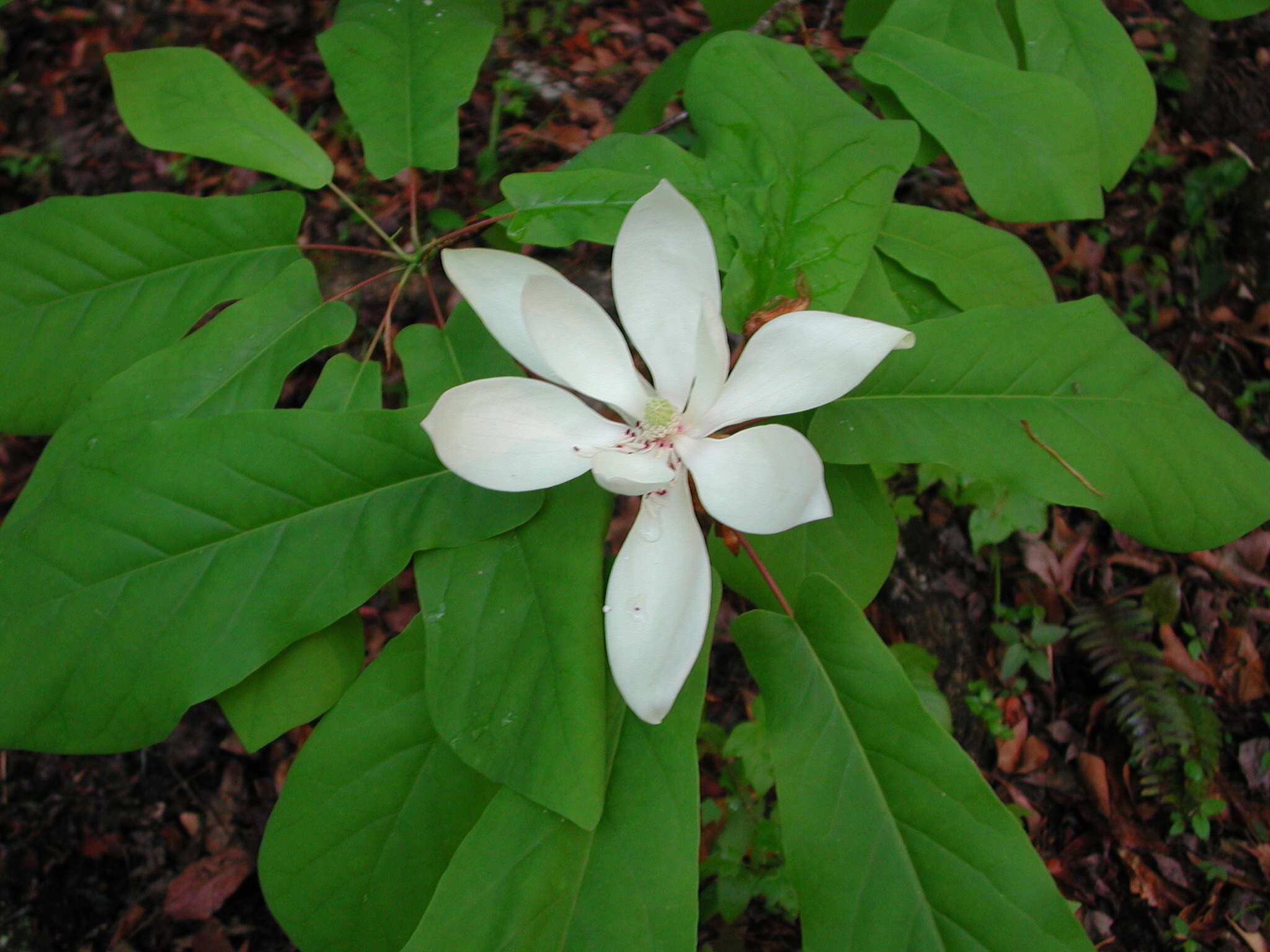 Image of pyramid magnolia