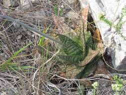 Слика од Gasteria polita van Jaarsv.