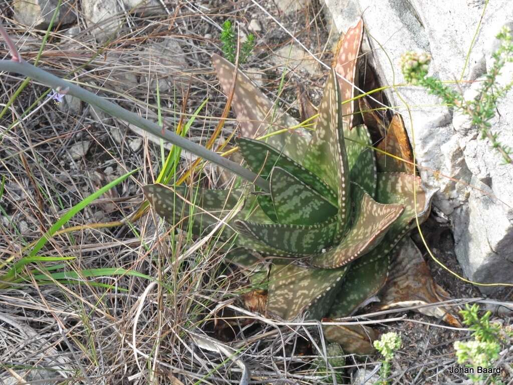 Слика од Gasteria polita van Jaarsv.