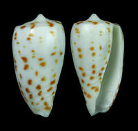 Conus blanfordianus Crosse 1867的圖片