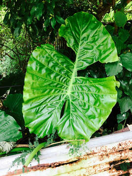 Imagem de Alocasia macrorrhizos (L.) G. Don