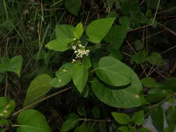 صورة Marsdenia coulteri Hemsl.