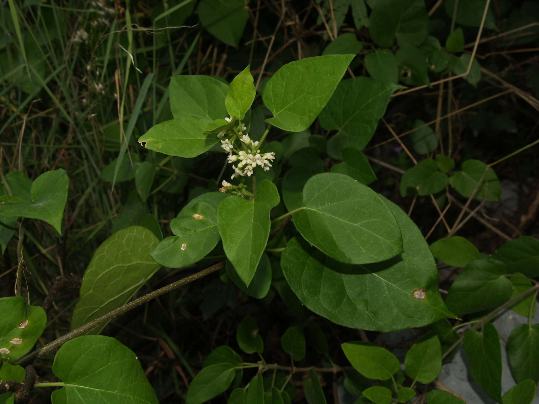 صورة Marsdenia coulteri Hemsl.