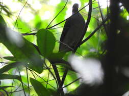 صورة Columba malherbii Verreaux, J, Verreaux & E 1851