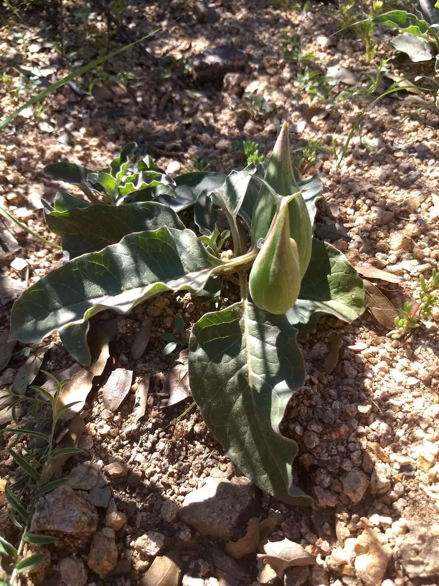 Image of Mojave milkweed