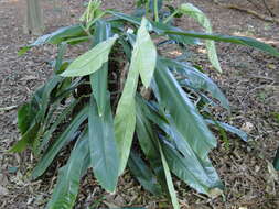 Philodendron burle-marxii G. M. Barroso的圖片