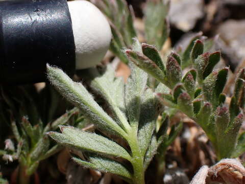 Image de Potentilla morefieldii B. Ertter