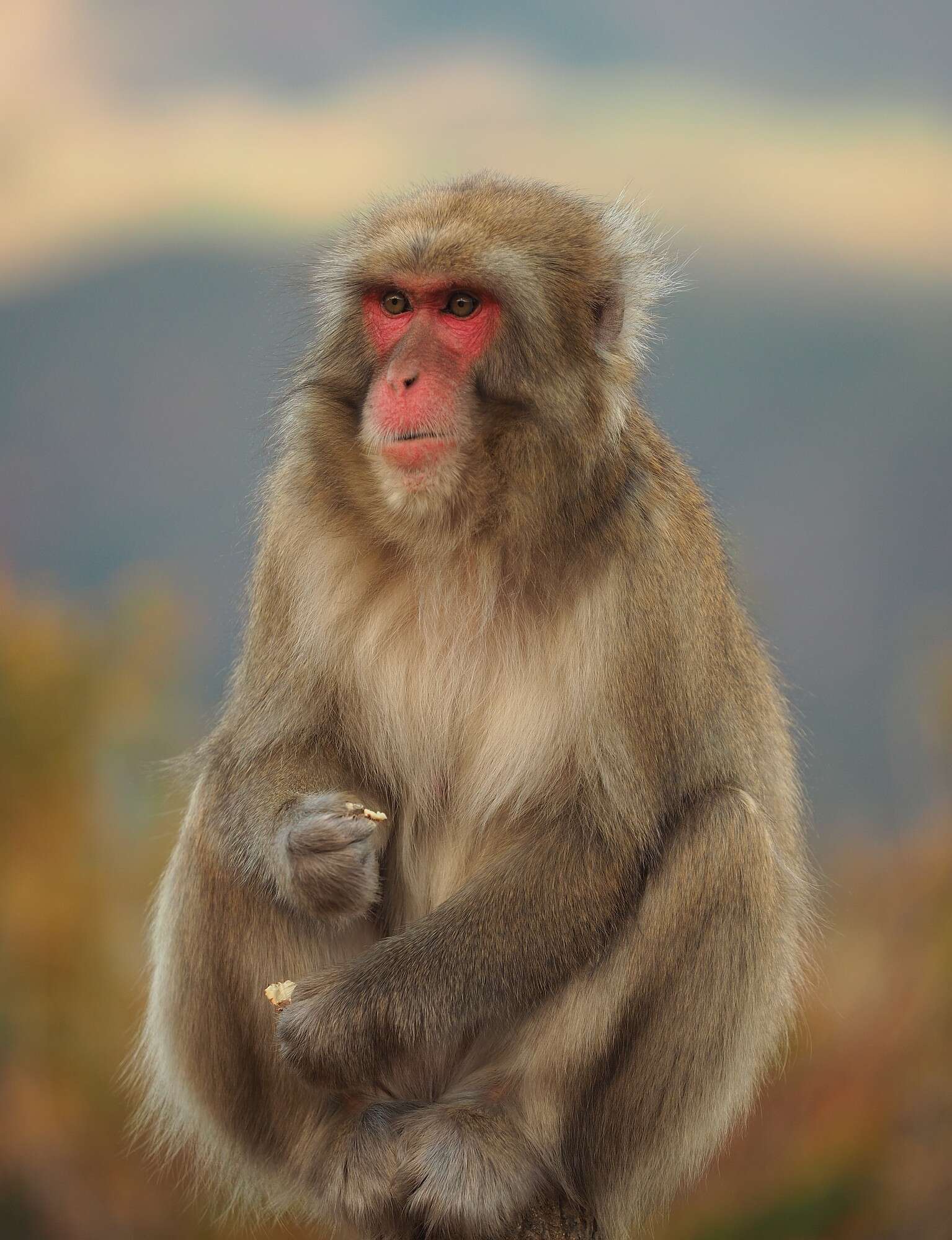 Image of Japanese Macaque