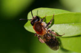 Image of Andrena varians (Kirby 1802)