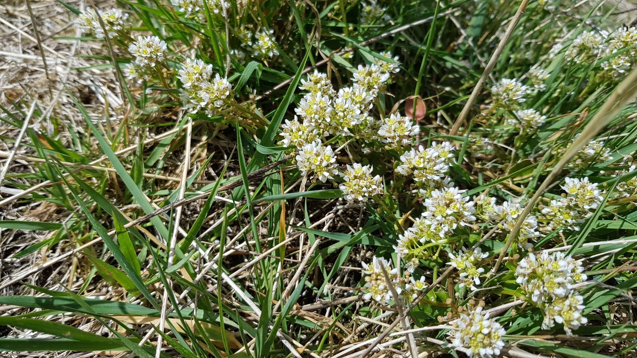 Image of Common Scurvygrass