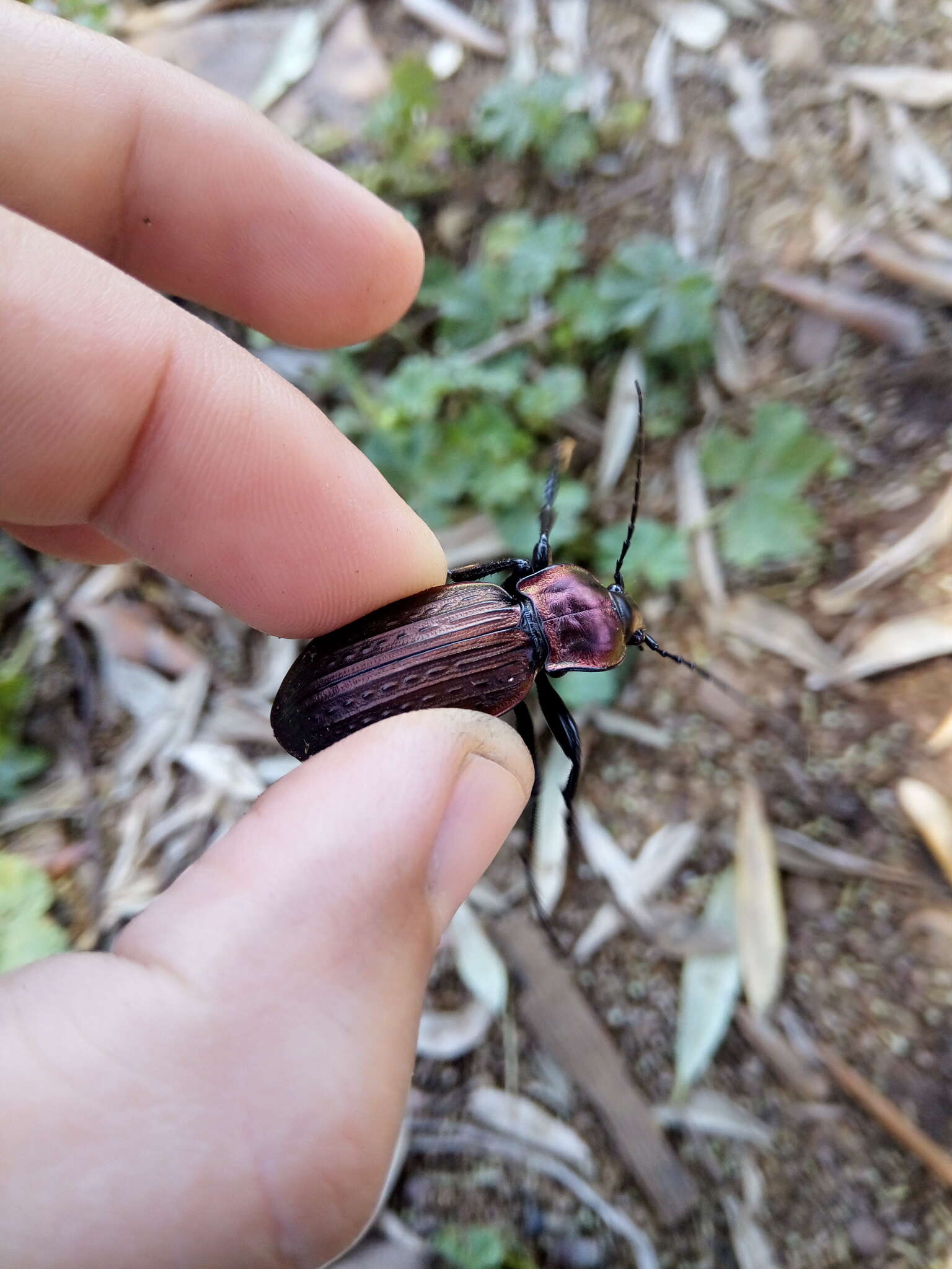 Image of Carabus (Macrothorax) morbillosus Fabricius 1792