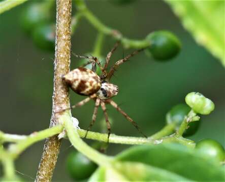 Image of Oxyopes variabilis L. Koch 1878