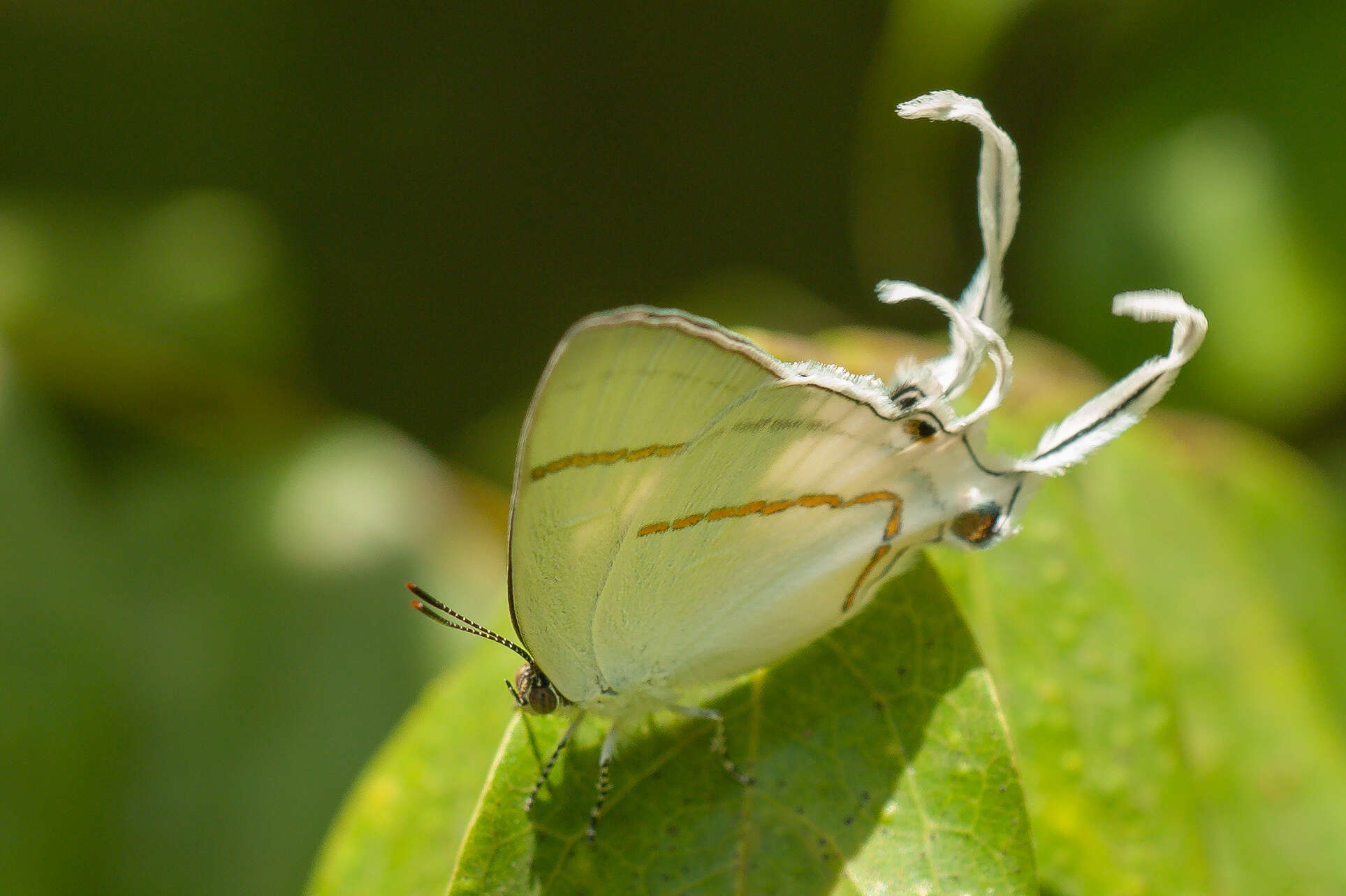 Слика од Hypolycaena hatita anara Larsen 1983