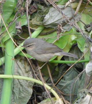 Image of Dusky Warbler