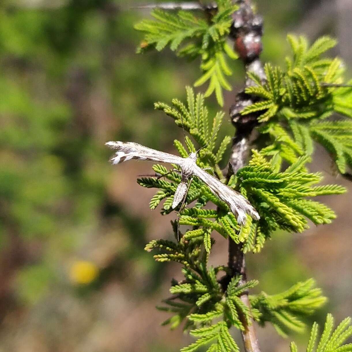 Image of Singularia alternaria (Zeller 1874)