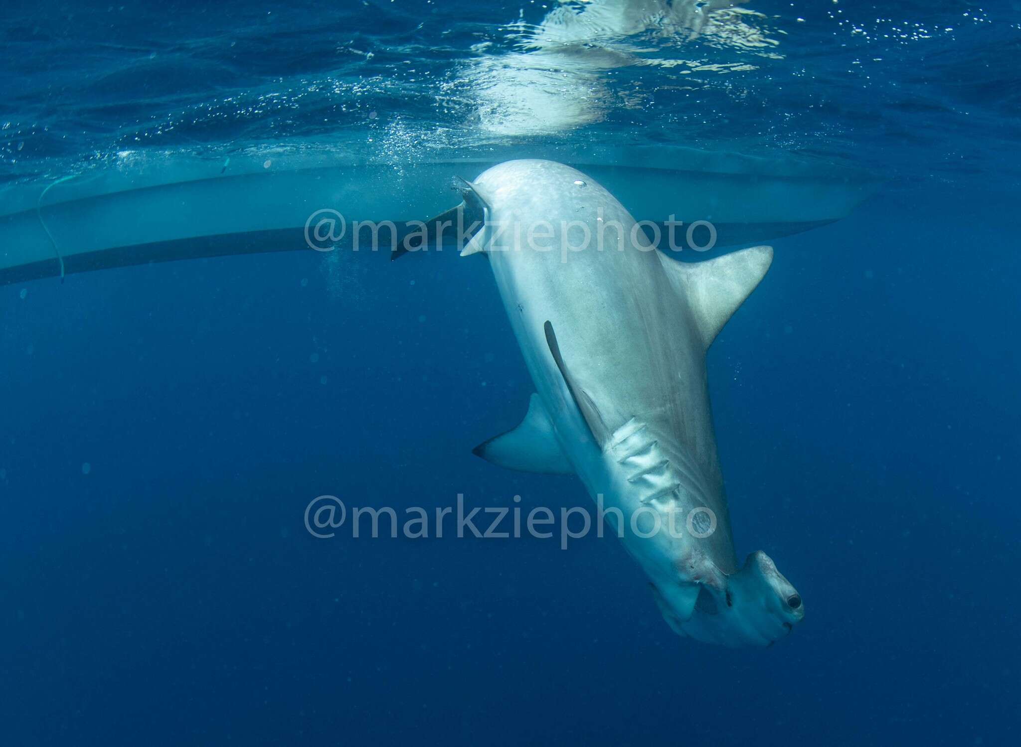 Image of hammerhead sharks