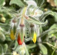 Imagem de Onosma frutescens Lam.