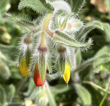 Image of Onosma frutescens Lam.