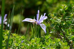 Image of Coast Iris