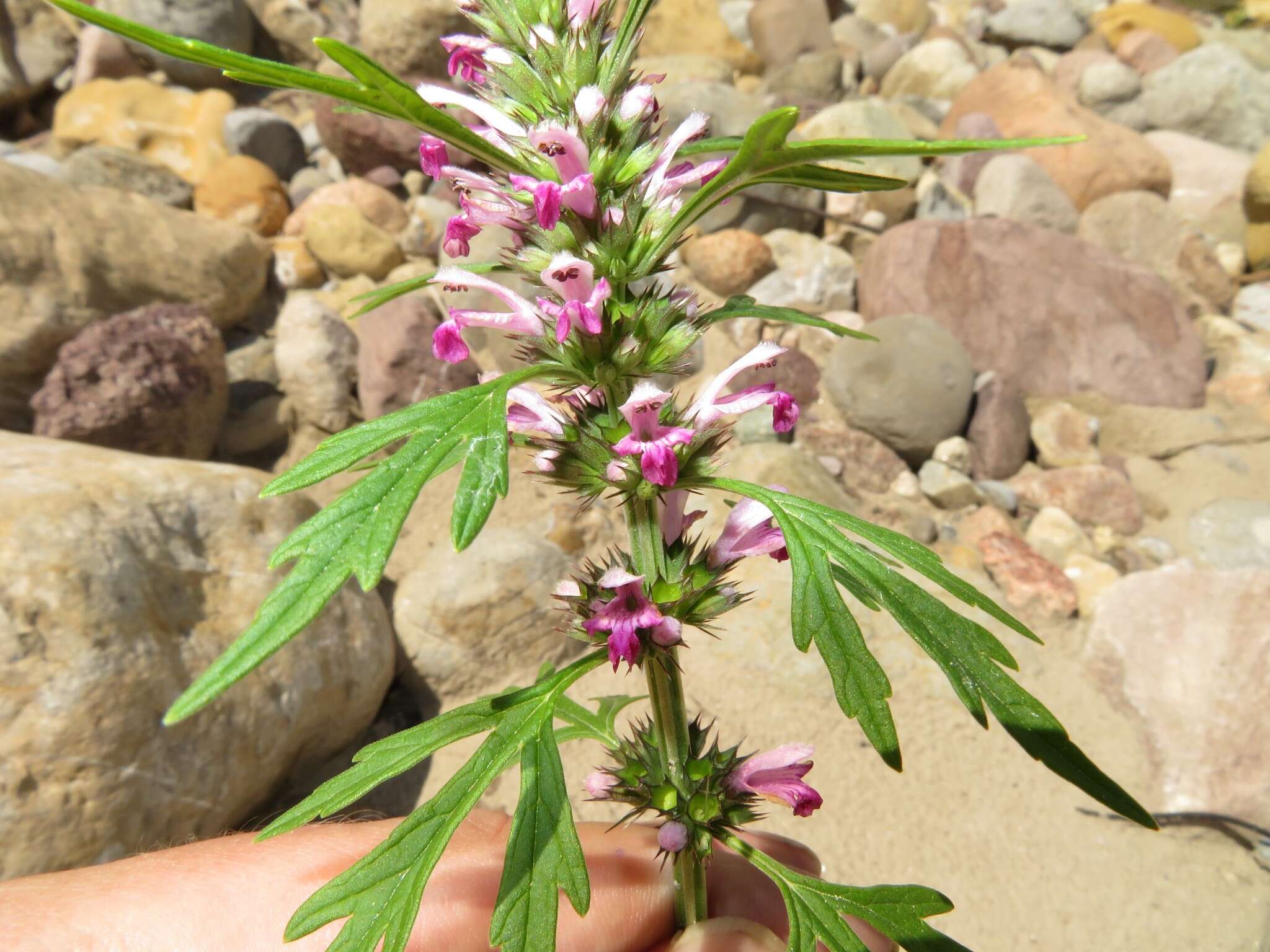 Image of Chinese motherwort