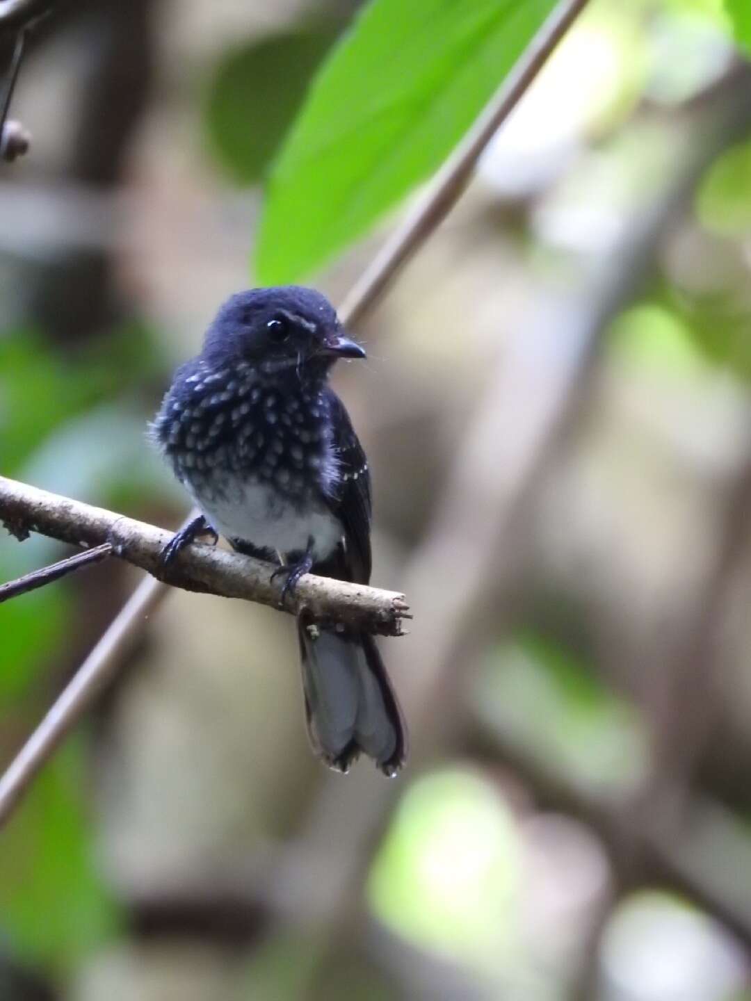 Image of Spotted Fantail