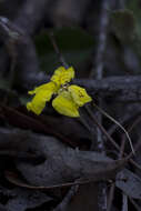 Image of Goodenia hederacea Sm.