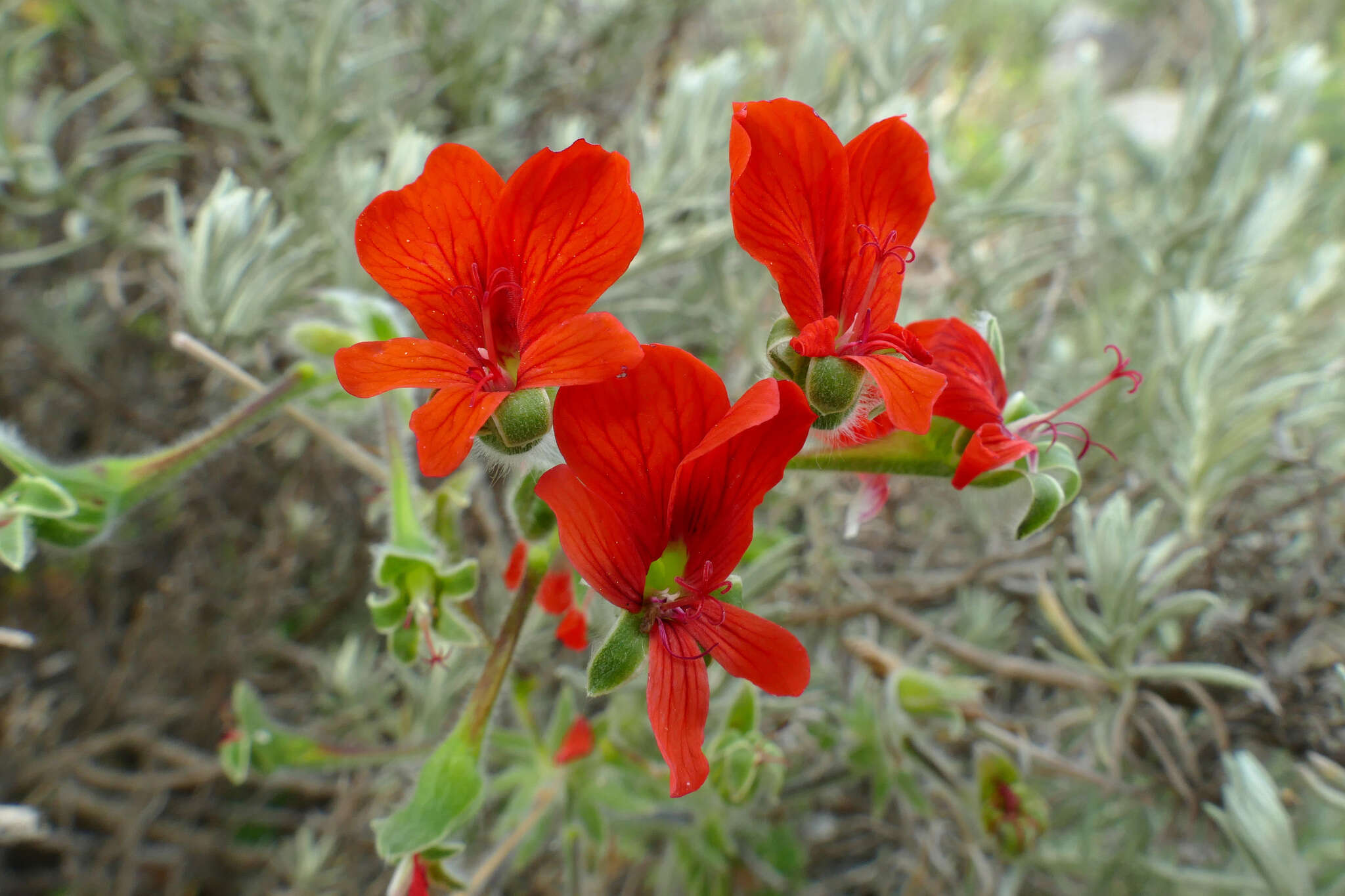 Image of Scarlet pelargonium