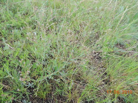 Image of Gypsophila altissima L.