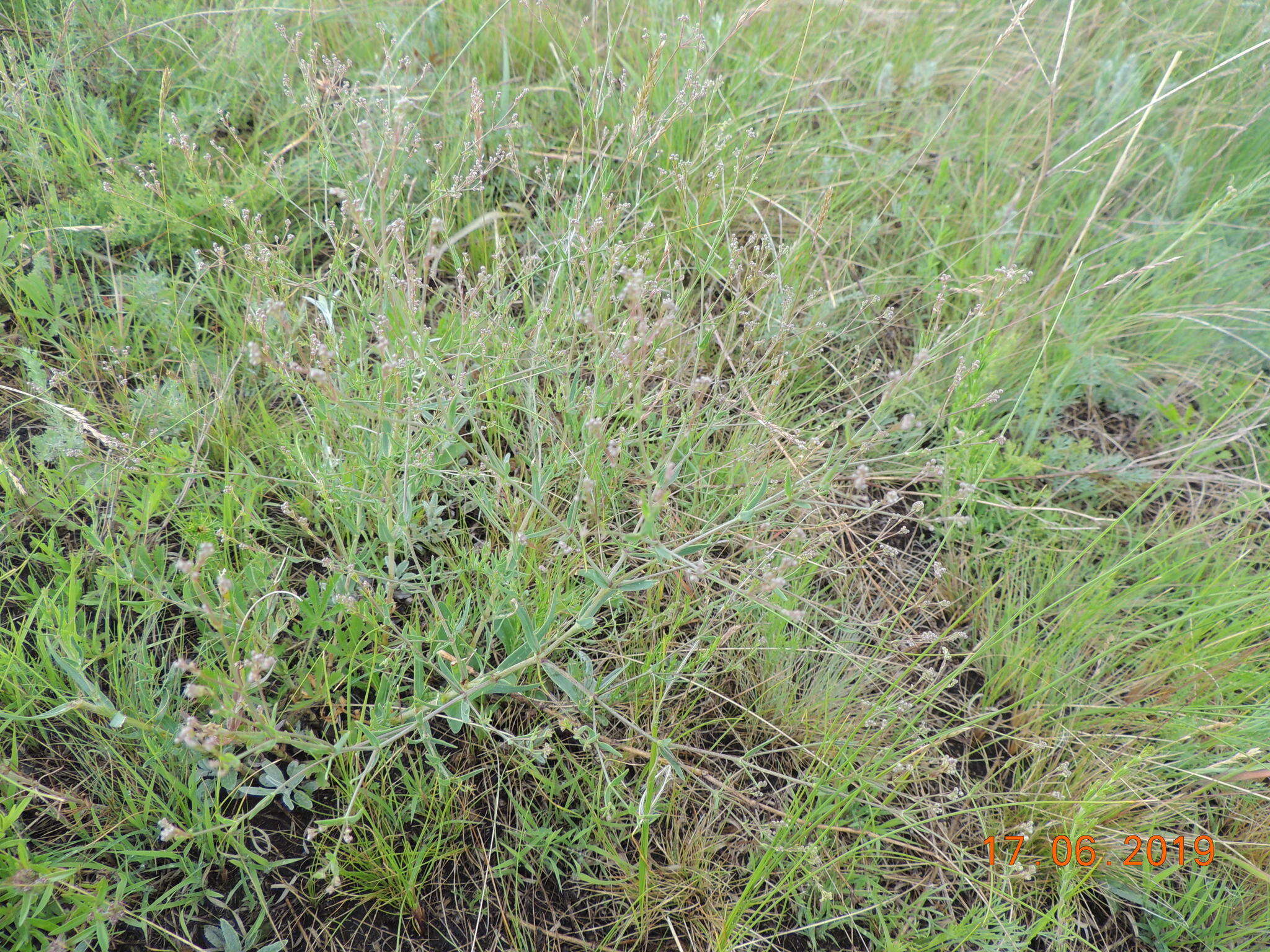 Image of Gypsophila altissima L.