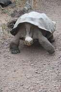 Image of Chatham Island Giant Tortoise