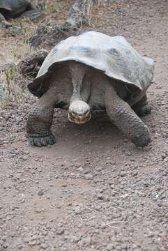 Image of Chatham Island Giant Tortoise