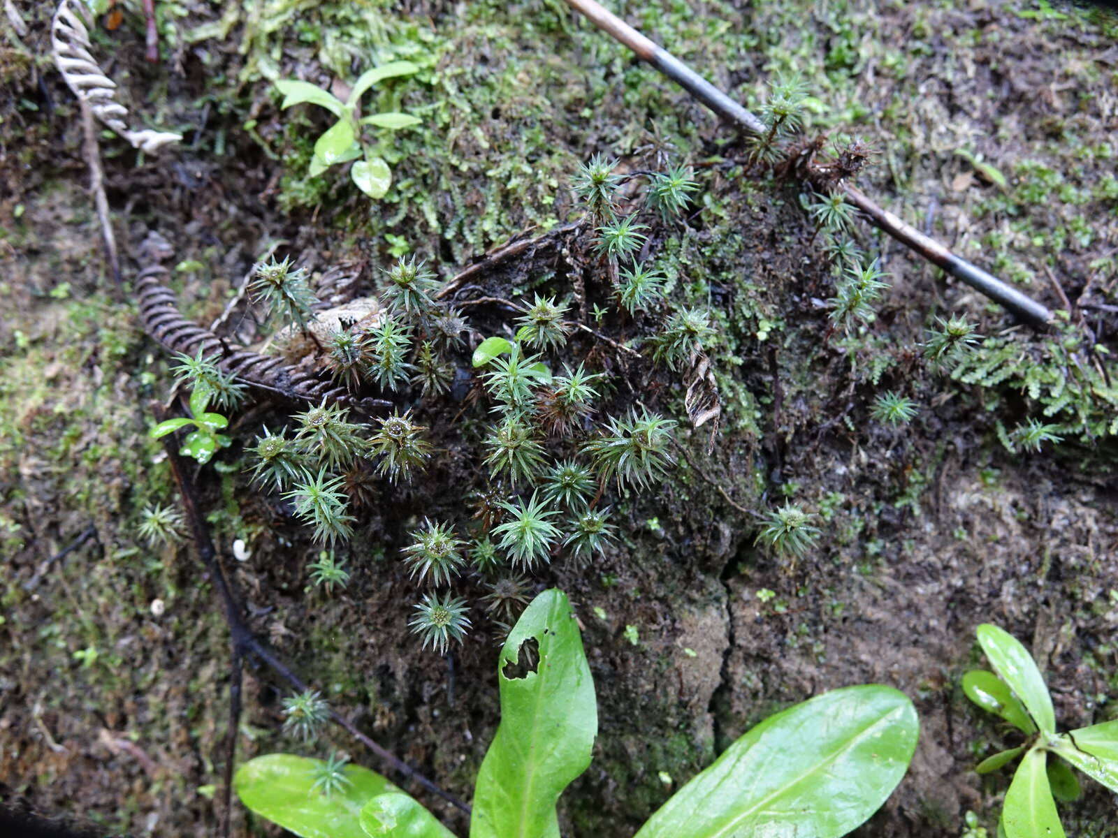 Image of Polytrichadelphus