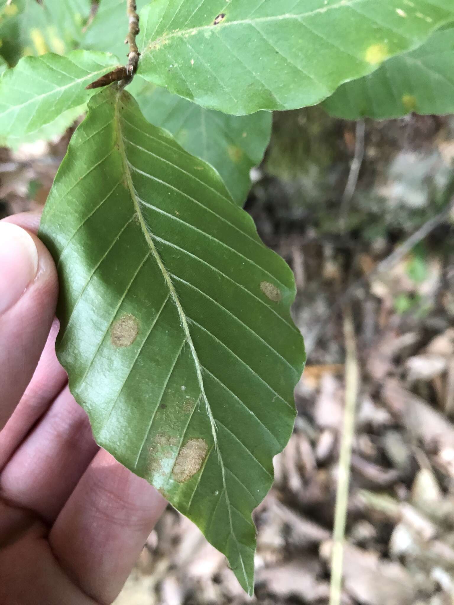 Слика од Fagus orientalis Lipsky