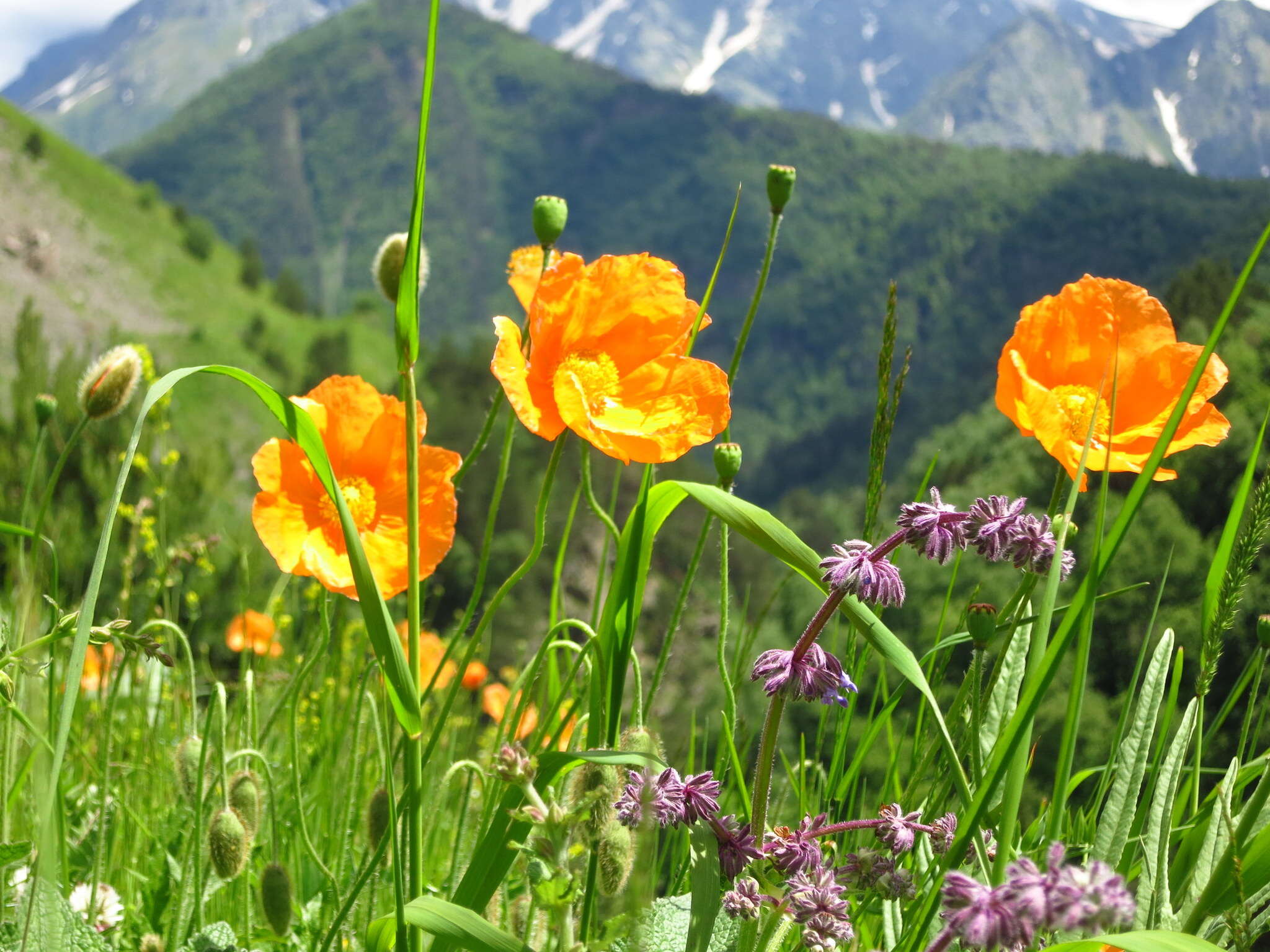 Sivun Papaver lisae N. Busch kuva