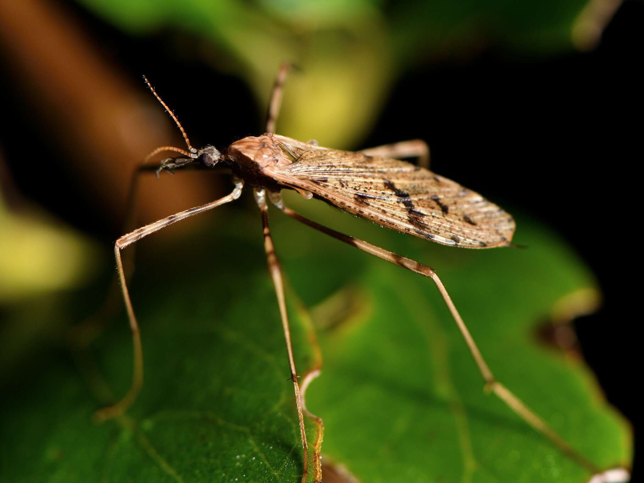 Image of Rhamphophila sinistra (Hutton 1900)